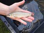 Amur narybek 15-20cm Dostępny! Lin, Karp, Tołpyga