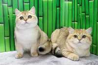 Зеленоглазые превосходные и прелестные котята! Британцы!