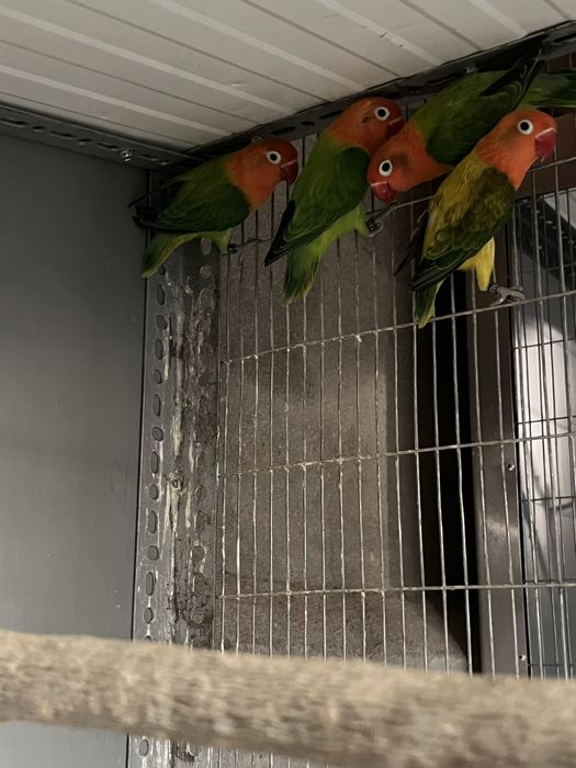 agapornis Fischers de 2025