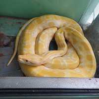 Sprzedam węża żółtego