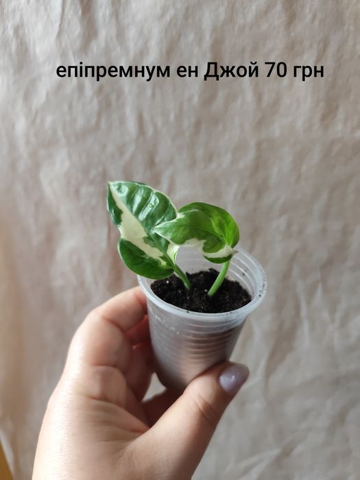 Эпипремнум, епіпремнум, сциндаптус, філодендрон неон, енджой, Глобал г