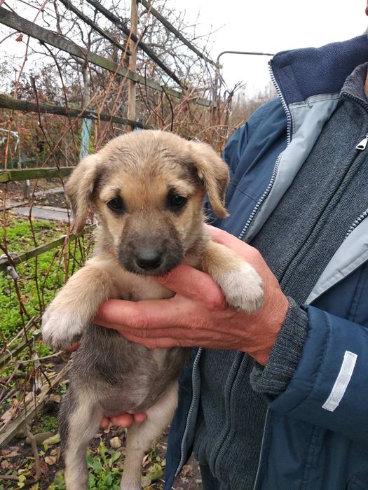 Собаки, цуценята безкоштовно