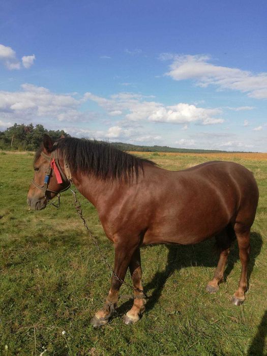 Продається кобила. Спокійна, 10 років