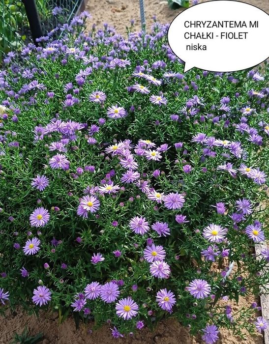 Kwiaty wieloletnie i zimujące