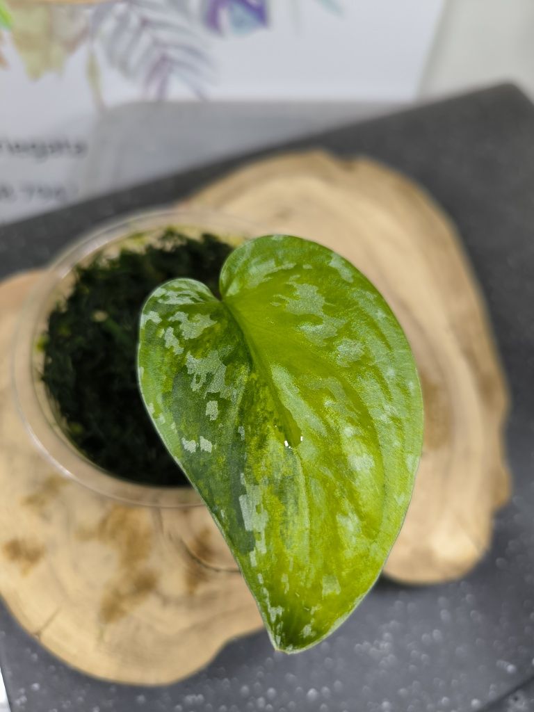 Scyndapsus liść sentarum variegata Indonezja Scindapsus halfmoon