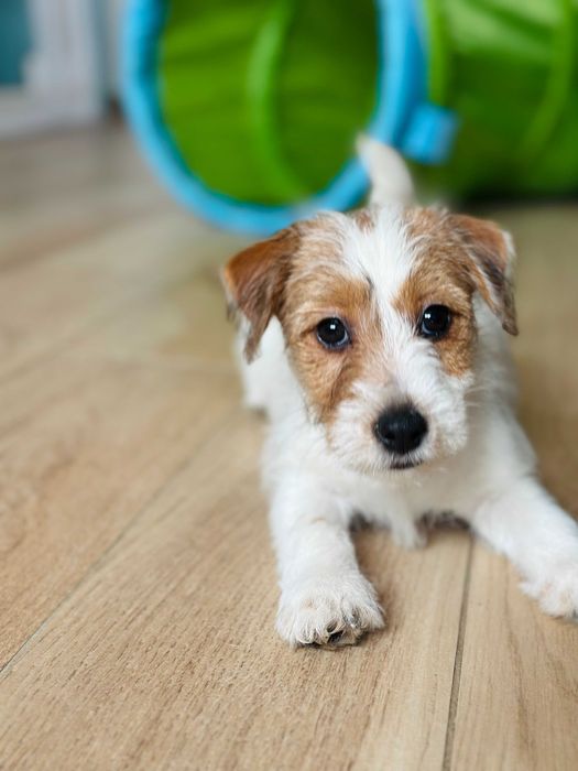 suczka Jack Russell terrier ZKWP/FCI szorstkowłosa