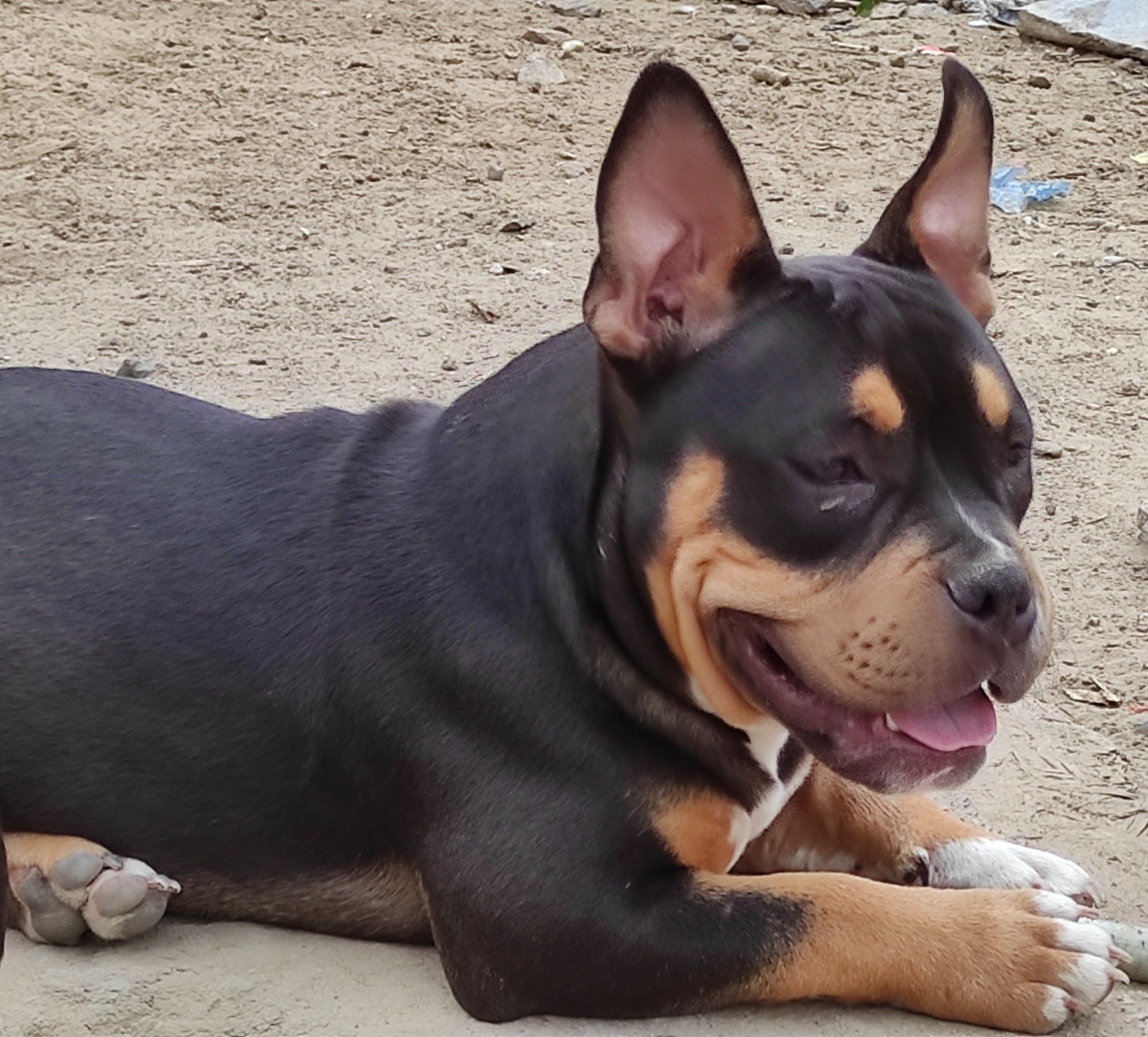 American Bully POCKET ,szczeniak 6 miesięcy ,  czekoladowy  TRICOLOR