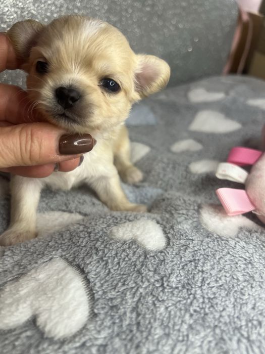 Piesek chihuahua długowłosy kremowy ZKwP FCI