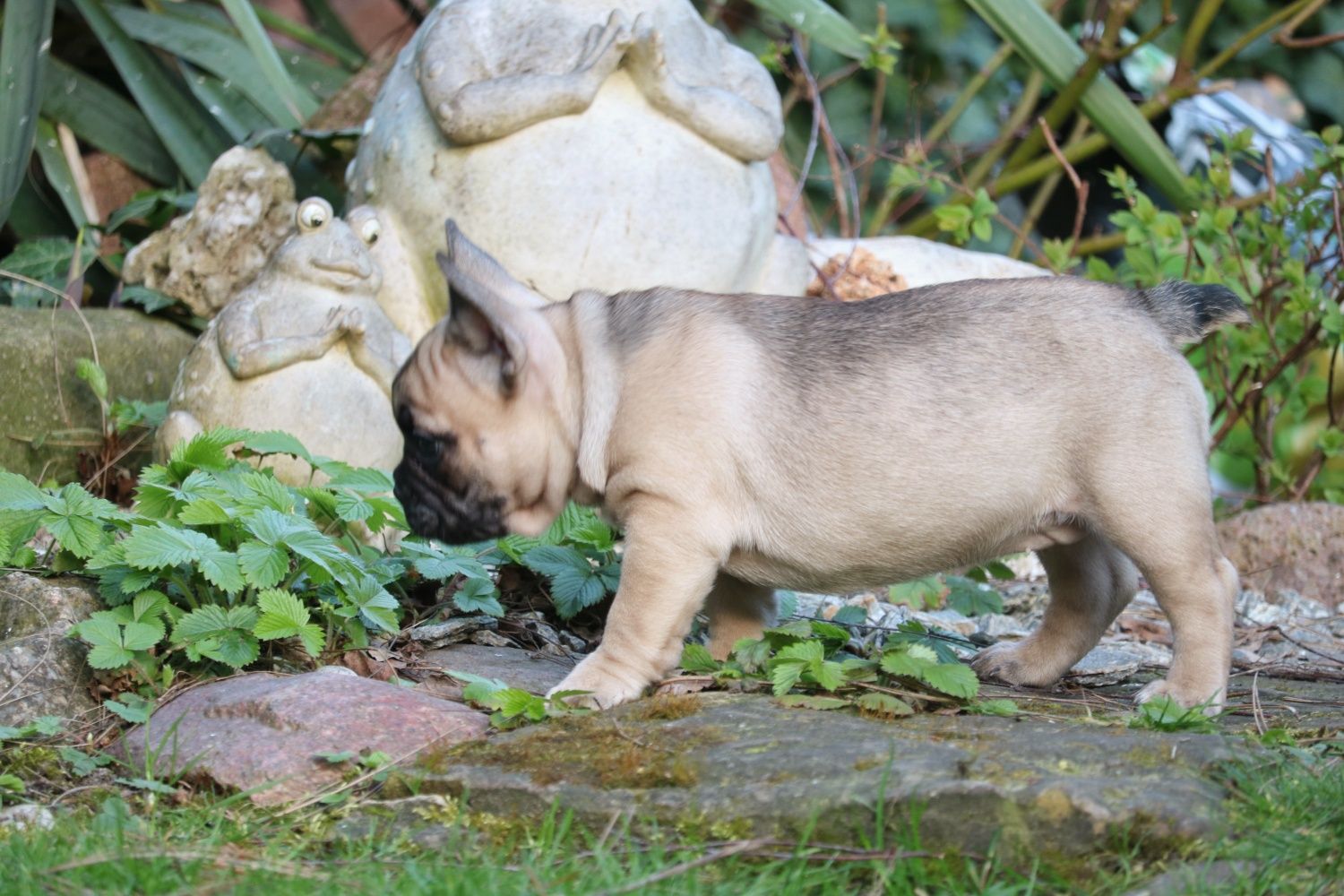 Przepiękna beżowa suczka buldog francuski