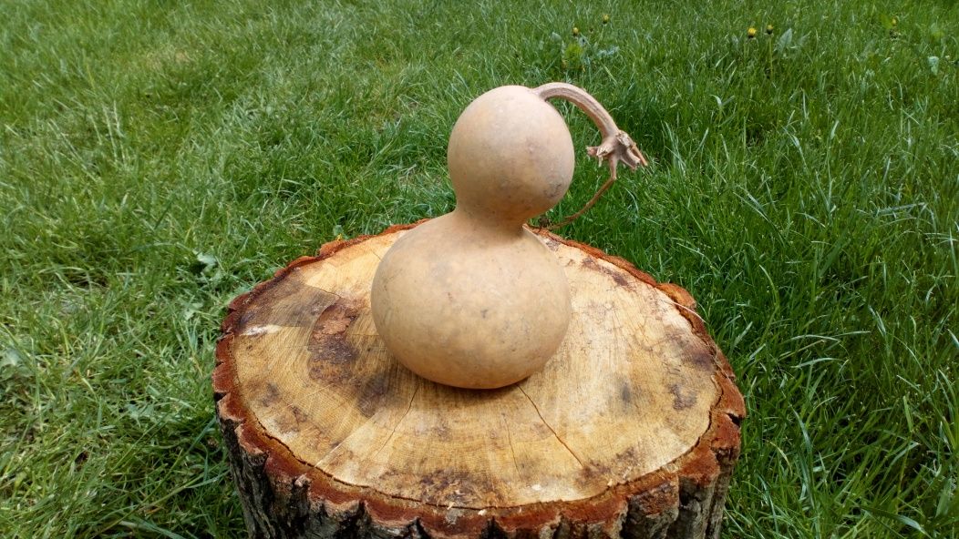 Tykwa, Calabash, Odmiana Mini Bottle Gourds, Feng shui, mała butelka .