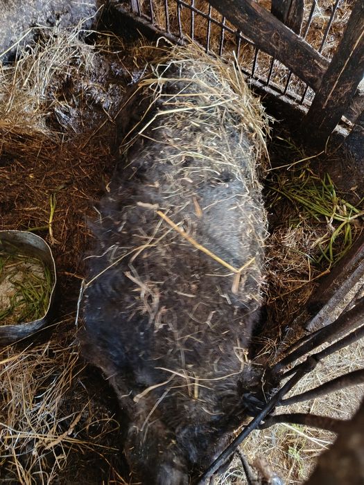 Mangalica maciora świnia locha