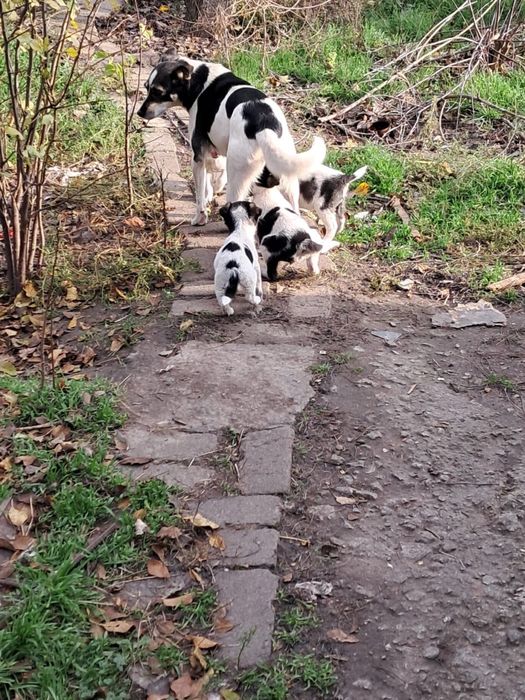 Віддамо цуценят в добрі руки