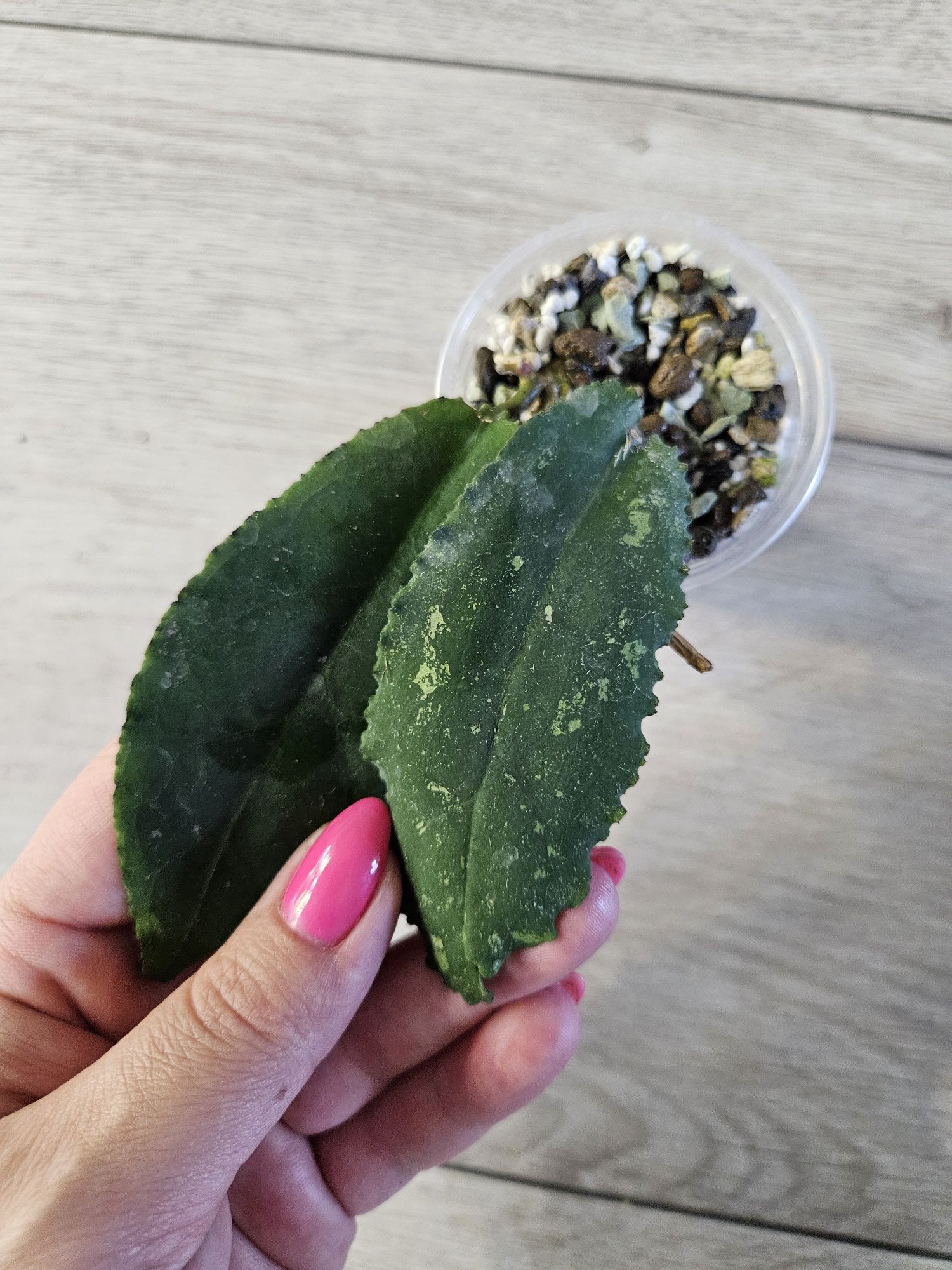 Hoya undulata Black