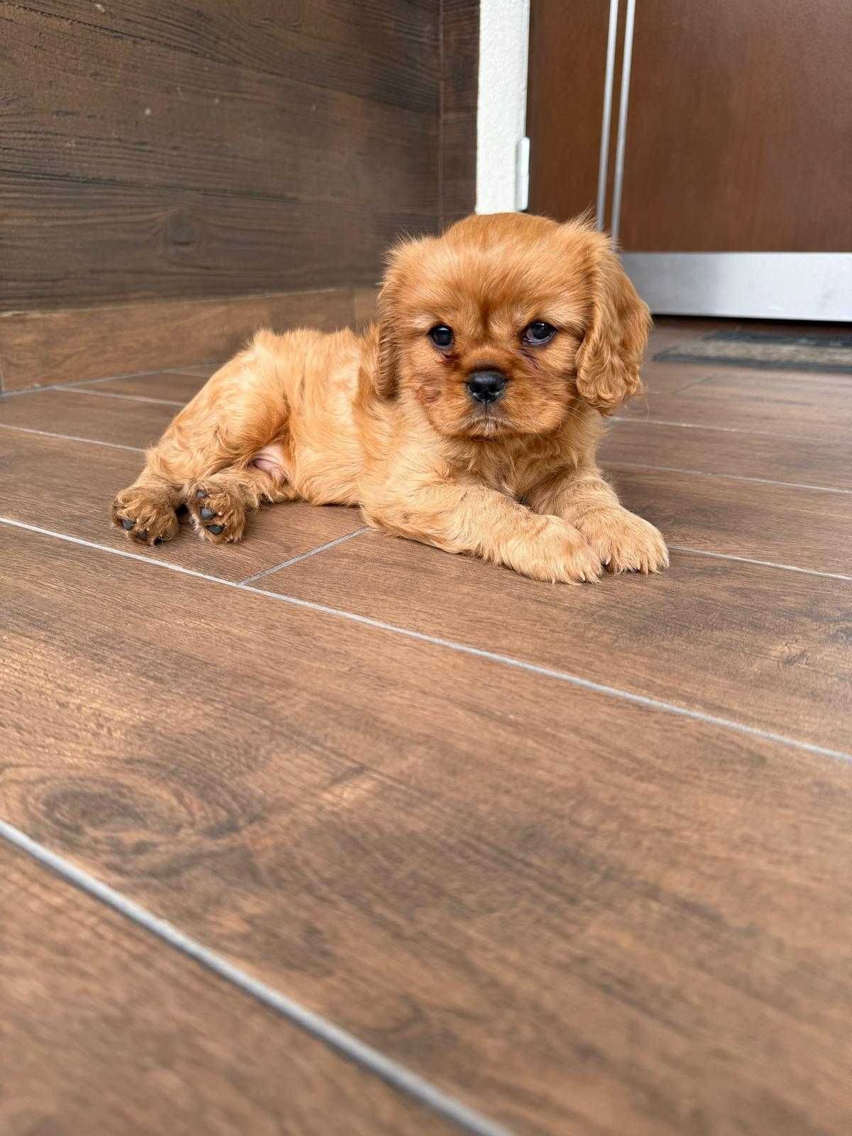 Cavalier King Charles Spaniel - ZKwP FCI Piesek maści Ruby
