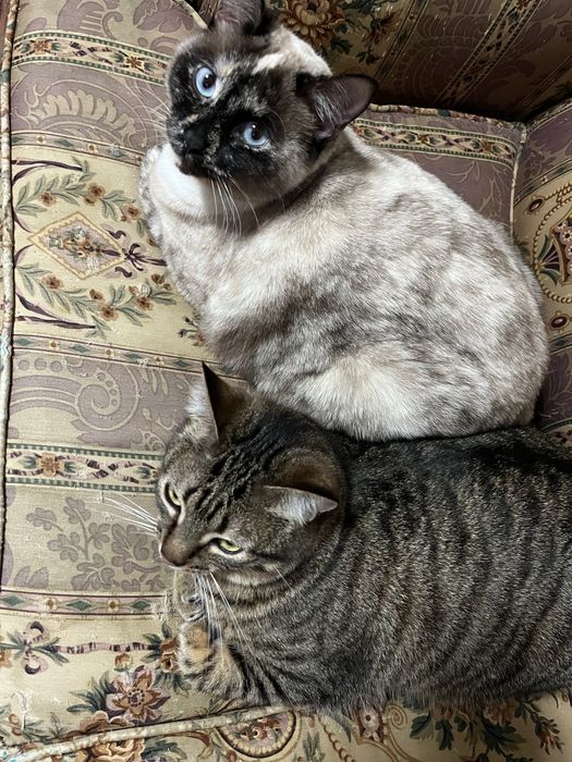 Adoção de duas gatas