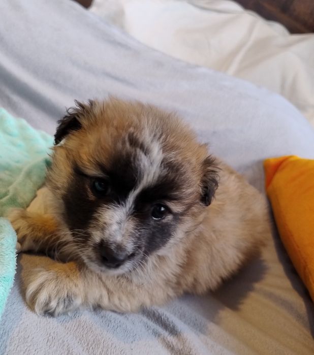 Puchaty Mały Nieśmiałek szczeniaczek