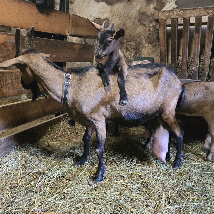 Sprzedam kozę alpejską
