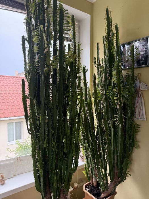 Молочай трикутний