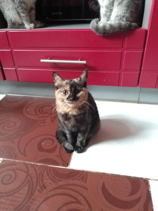 Віддам котят безкоштовно