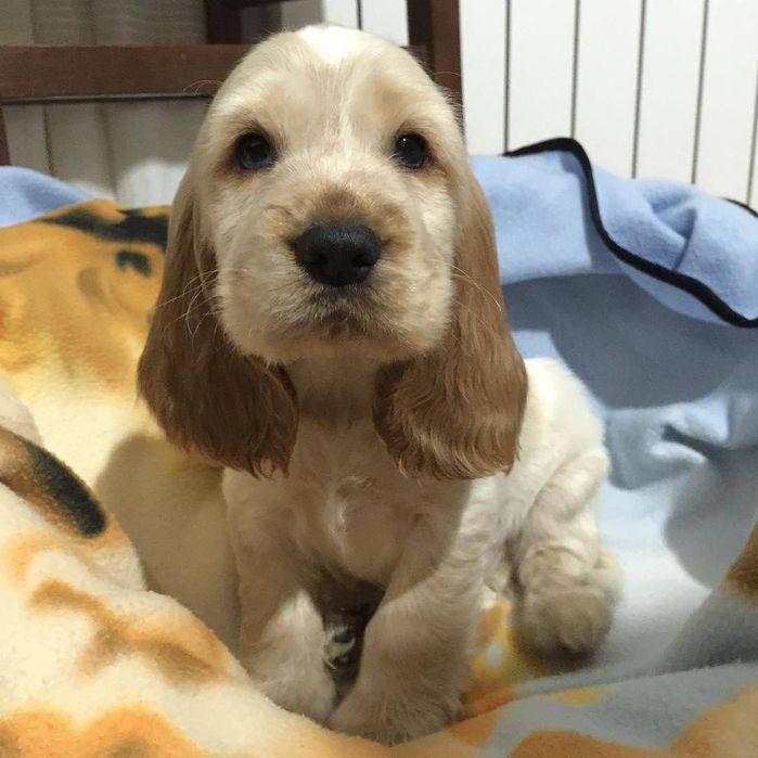 Англійський кокер-спанієль — дівчинка 2 місяці.