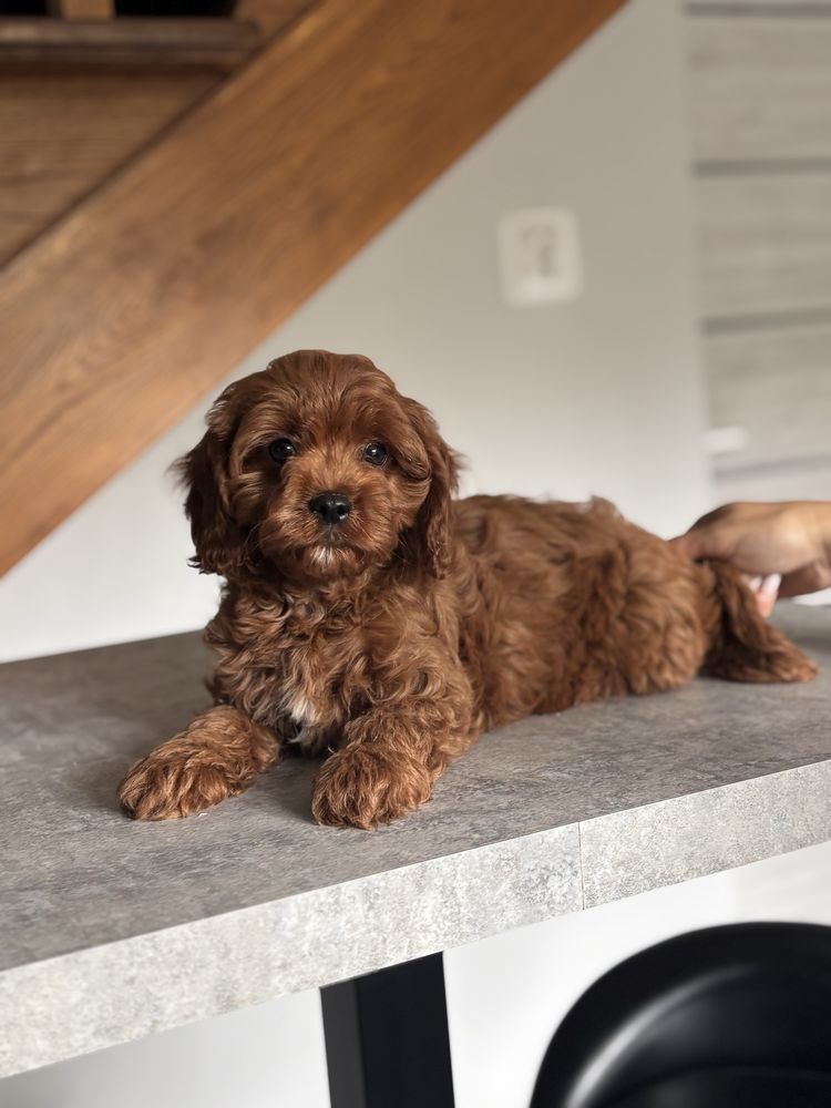 Cavapoo pudel toy rezerwacja!