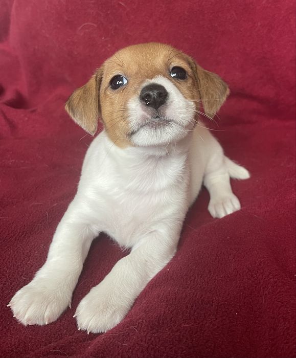 Цуценя Джек Рассел терʼєр. Дівчинка