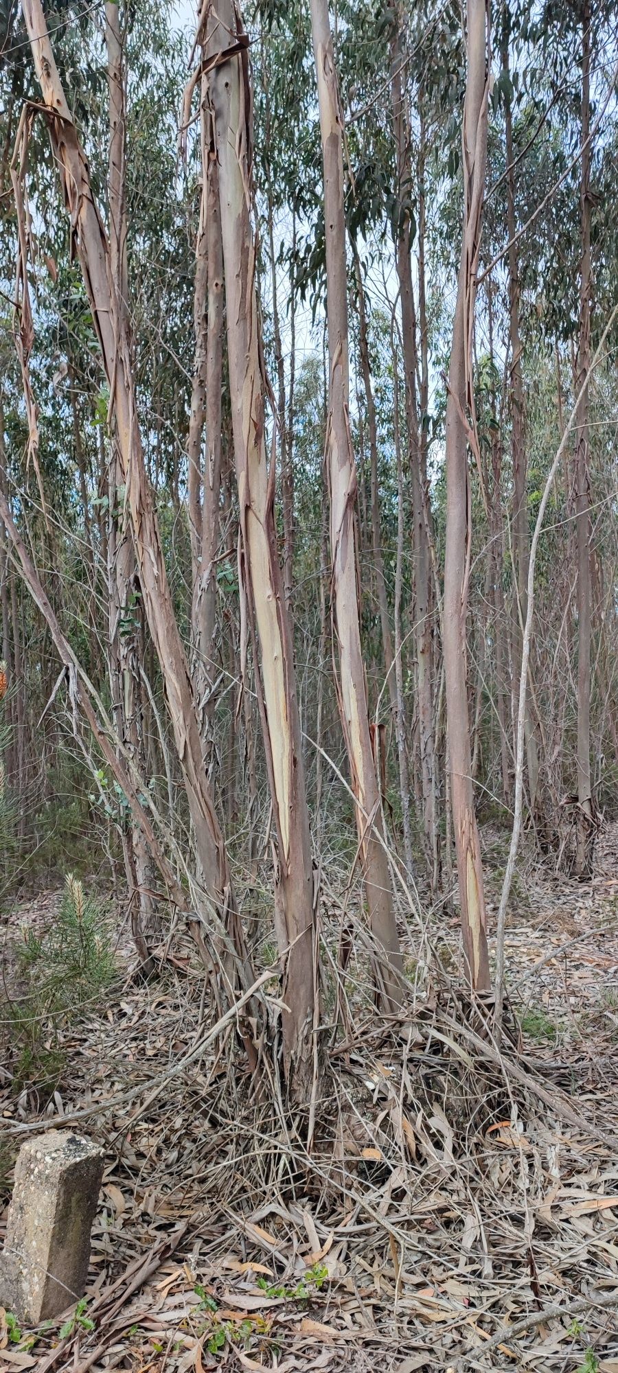 Terreno com eucaliptos