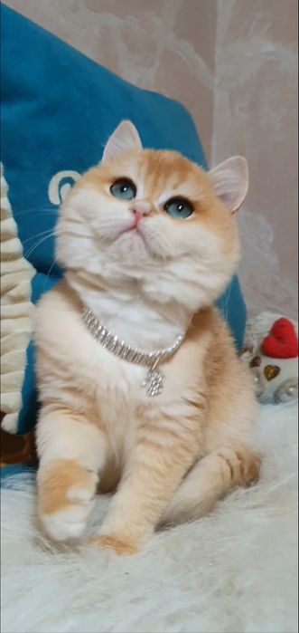 Золотой британский шиншилла ny12 котенок