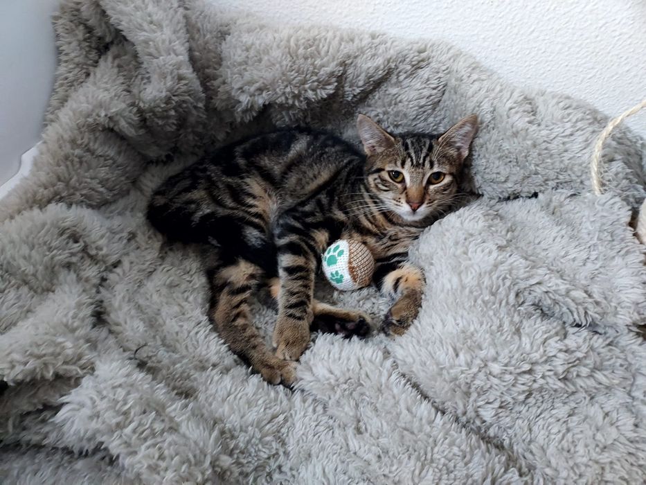 Gatinha para adoção