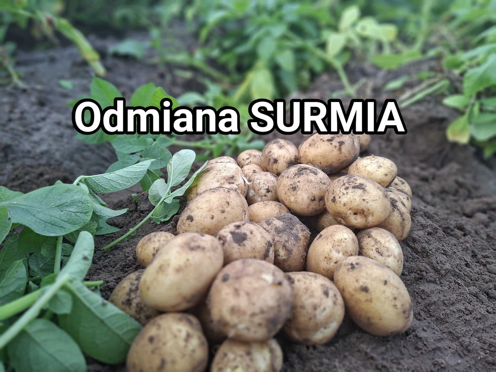 Ziemniaki młode pyszne i zdrowe odmiana BELLAROSA, SURMIA kartofle