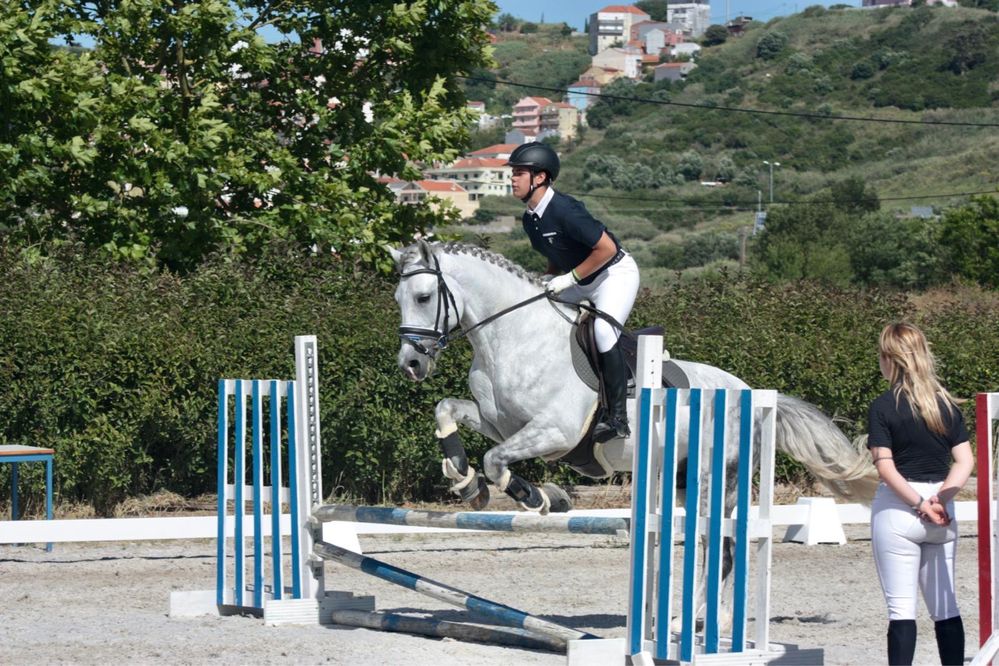 Cavalo luso-arabe