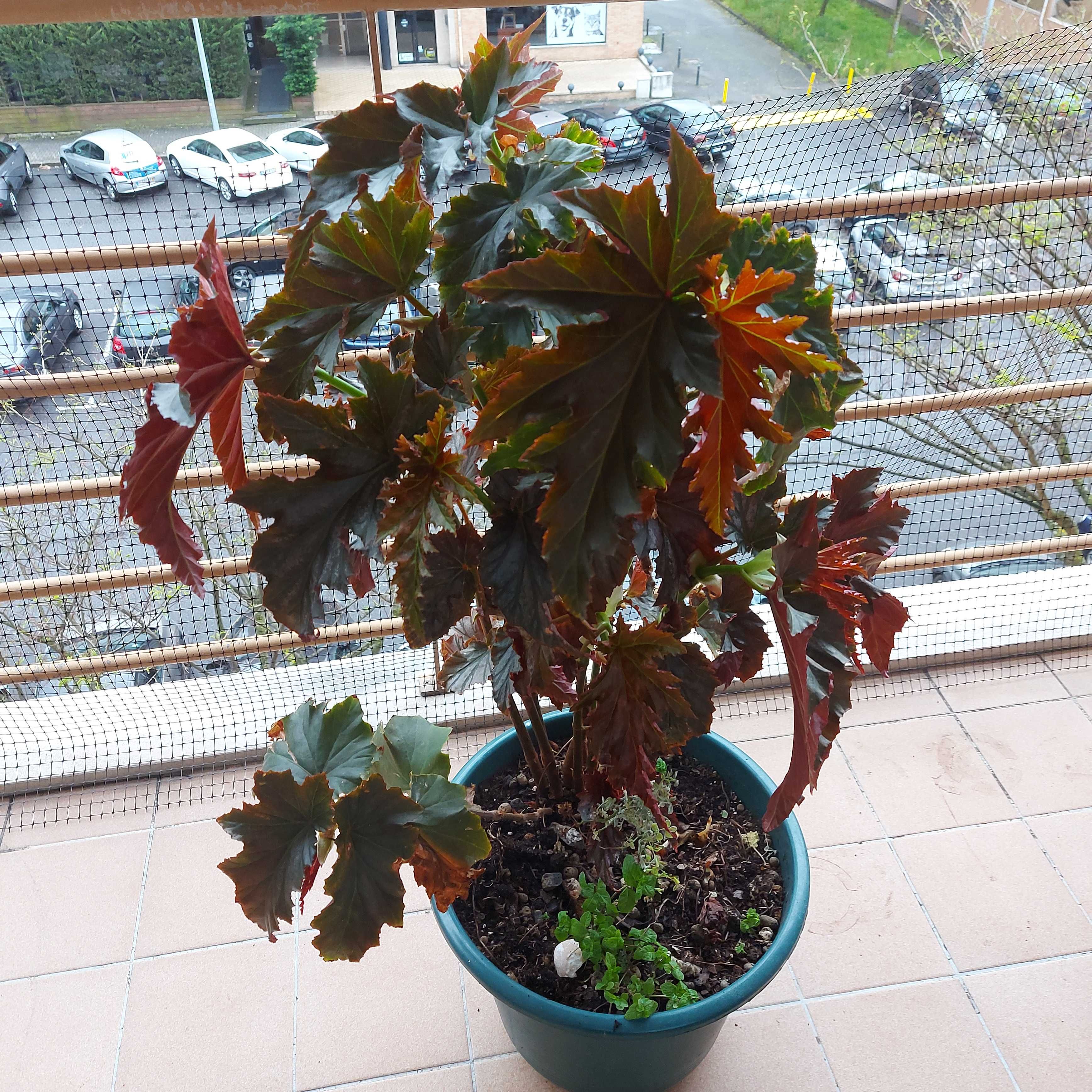 Vendo planta begonia