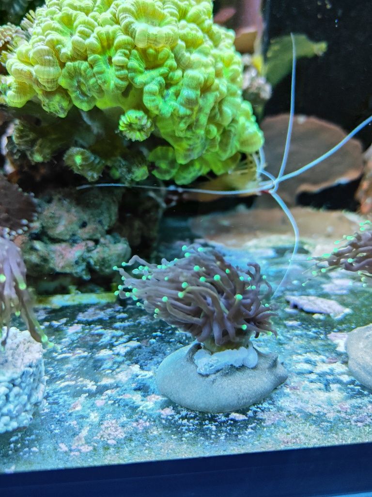 Koralowce Euphyllia glabrescens