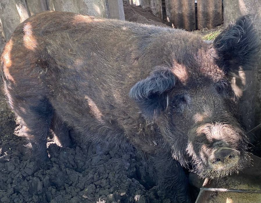 Продам хряка венгерская мангалица