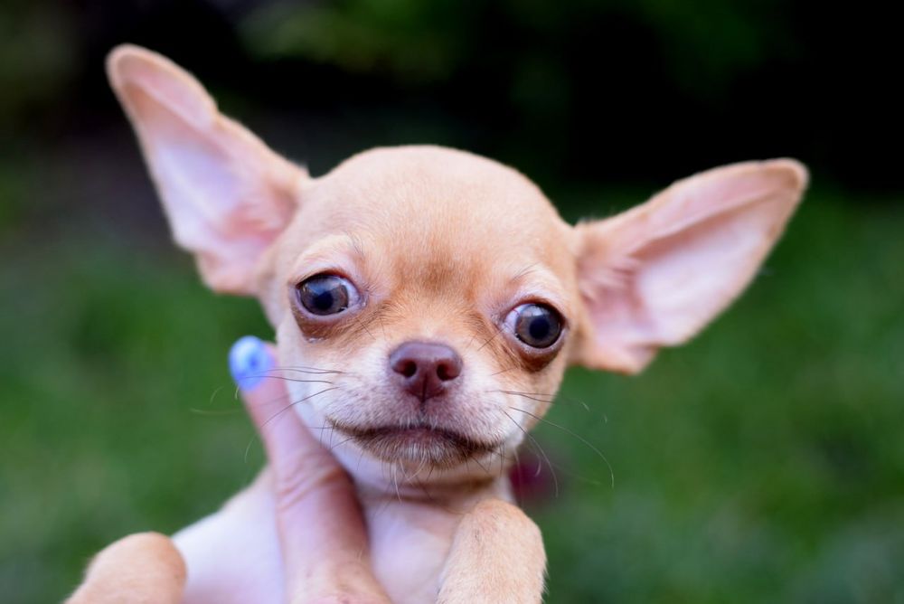 Маленькая девочка чихуахуа