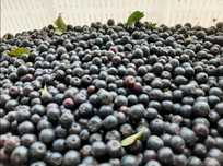 Aronia zrywana na zamówienie 5zł/kg wysyłka paczkomatami Inpost