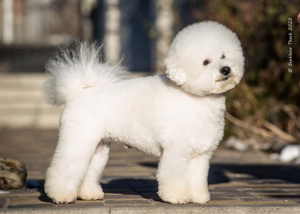 Вʼязка Бішон Фрізе