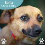 Poznaj Benię - malutką sunię do adopcji!