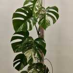 Monstera Albo Variegata XXL – 135cm | Planta Rara e Estável