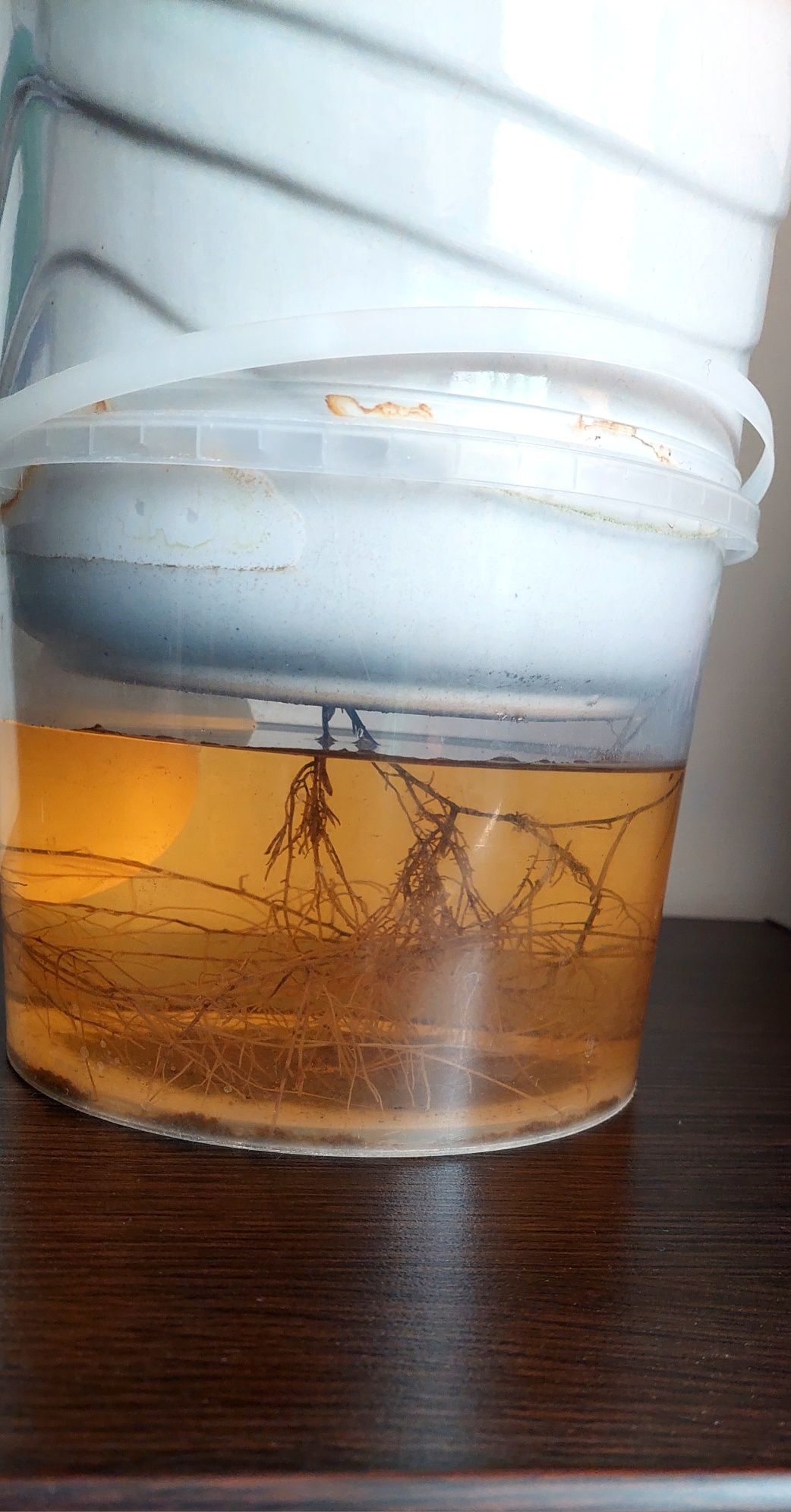 Dracena w doniczce
