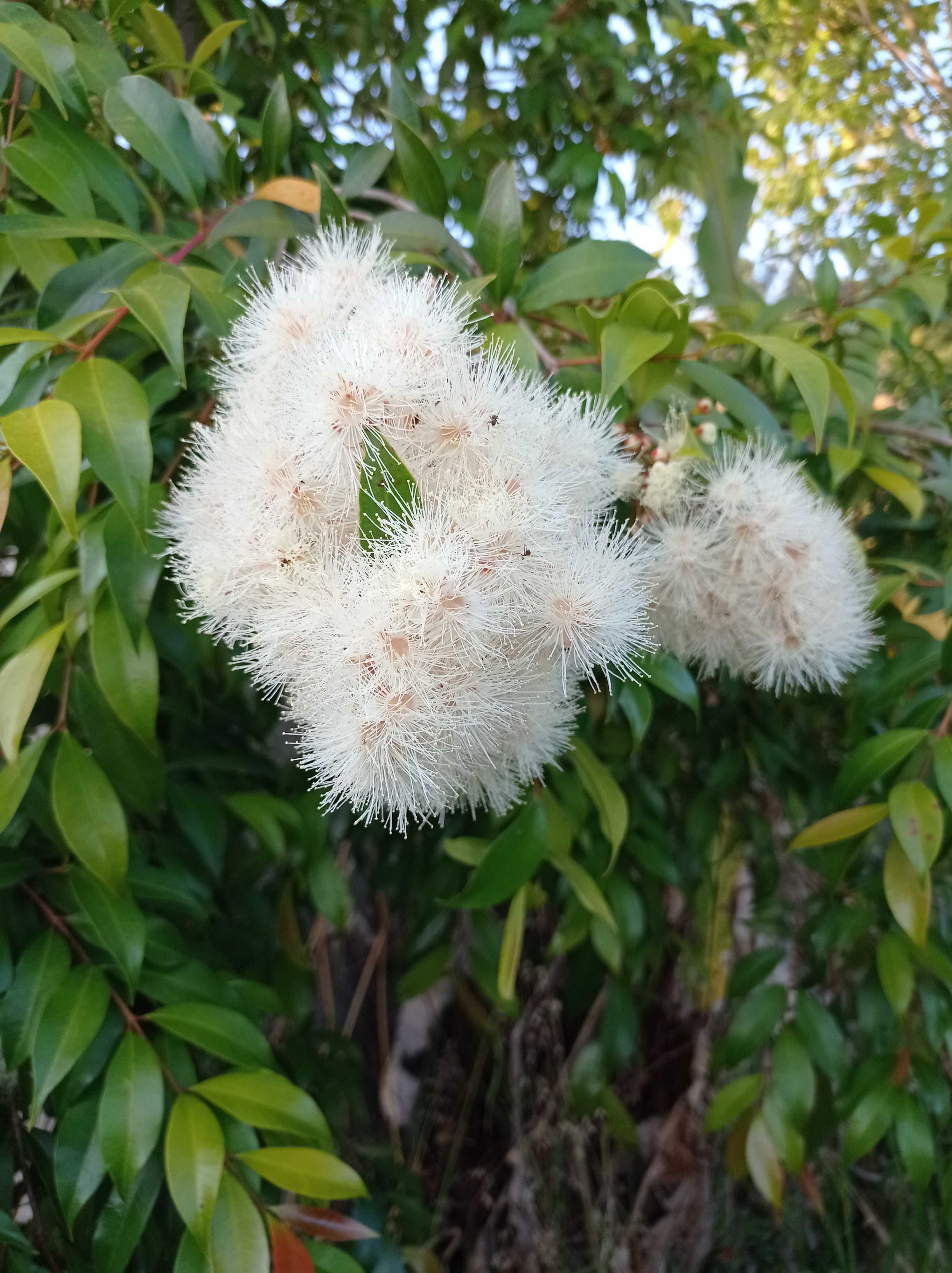 Lili Pili (Syzygium