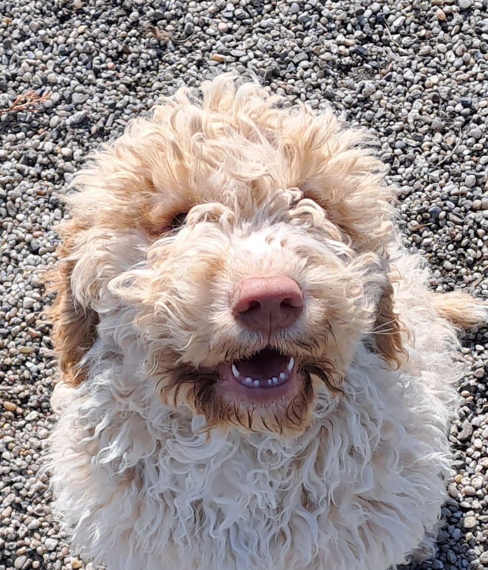 Szczeniaki lagotto romagnolo