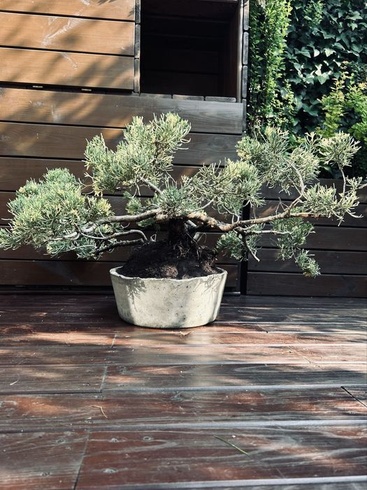 Bonsai z jałowca w ręcznie wykonanej betonowej donicy