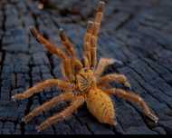 Pterinochilus murinus