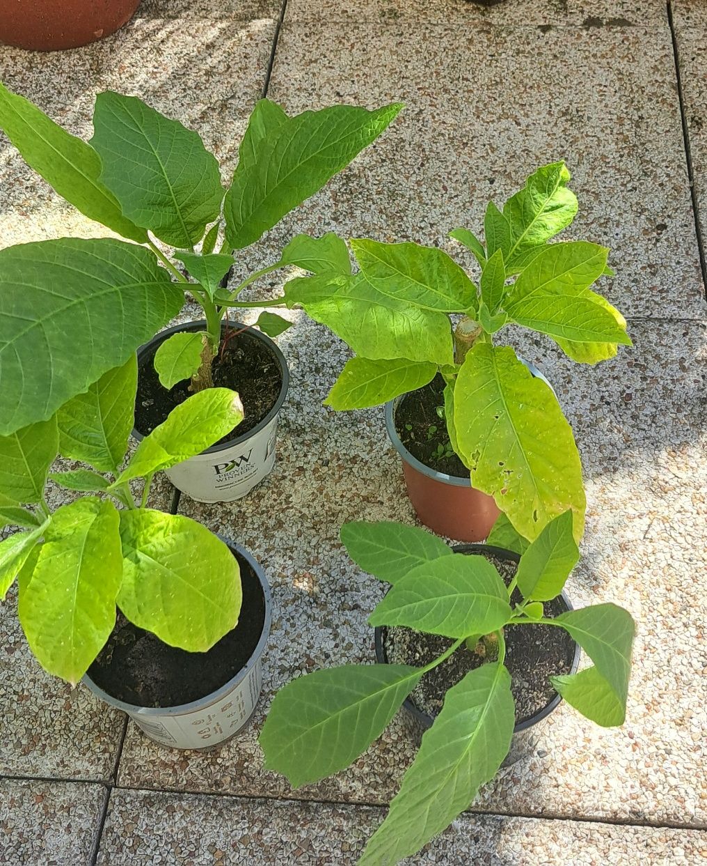 Datura bial̥a, różowa, kremowa, żółta 15-20 cm, 12zł