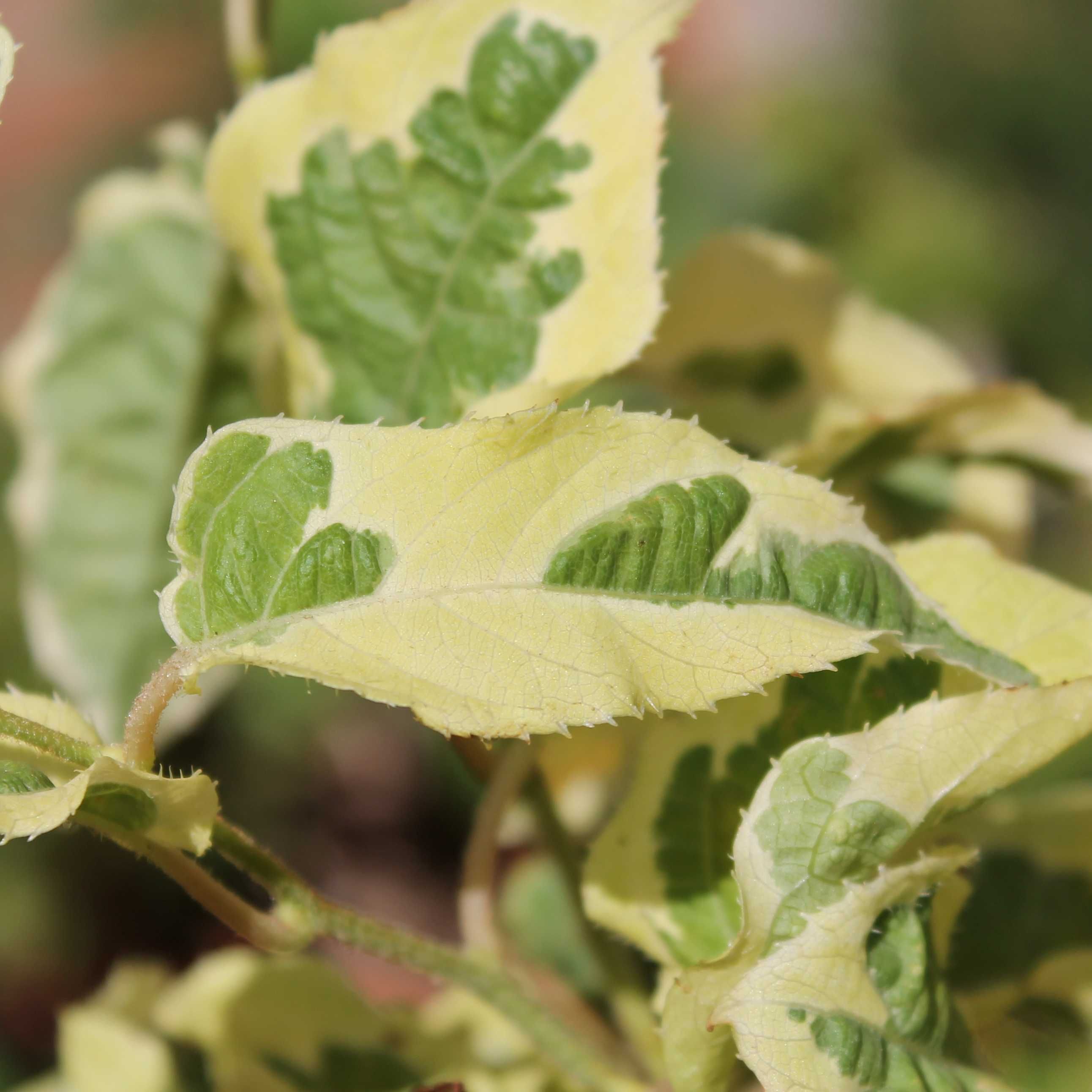 Kiwi folha Tigrada variegata - FRUTO SUPER DOCE Planta viva lindissima