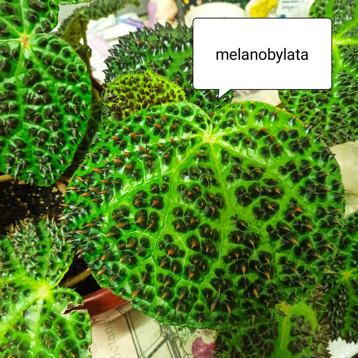 Бегонія кейни домашні квіти