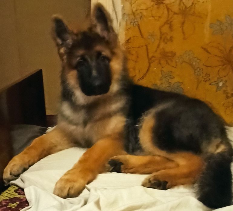 Щенки немецкой овчарки