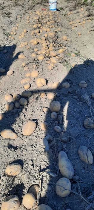 Ziemniaki odmiany Tajfun i Lord