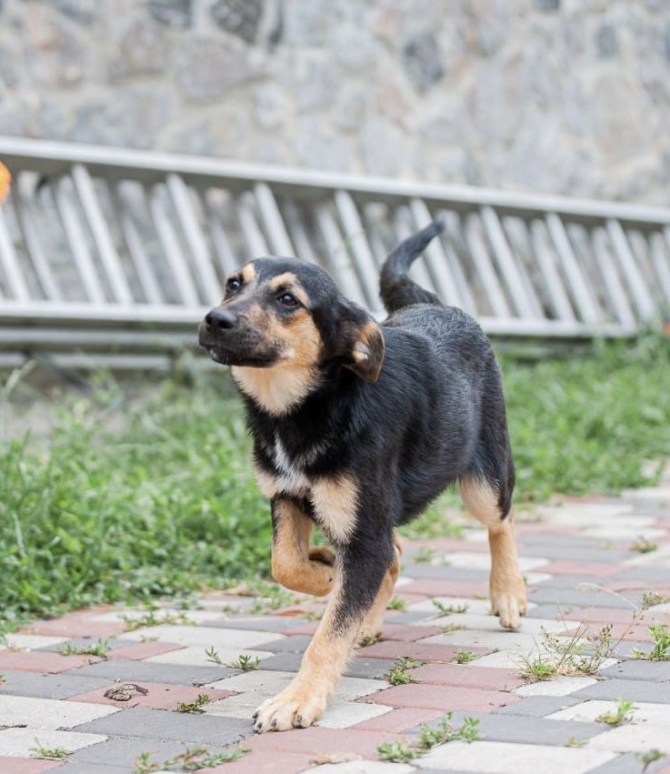 Щенок, цуценя дівчинка 4,5 місяці9